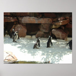 Pinguine Poster