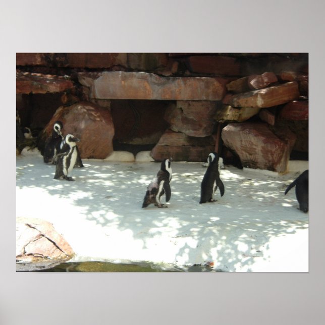 Pinguine Poster (Vorne)