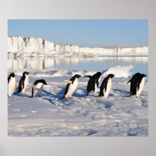 Pinguine Poster