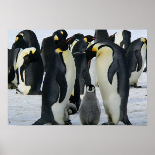Pinguine Poster