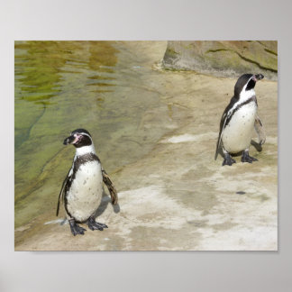 Pinguine Poster