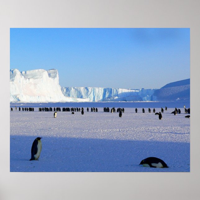 Pinguine Poster (Vorne)