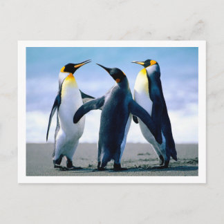Pinguine Postkarte