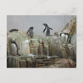 Pinguine Postkarte