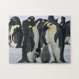 Pinguine Puzzle