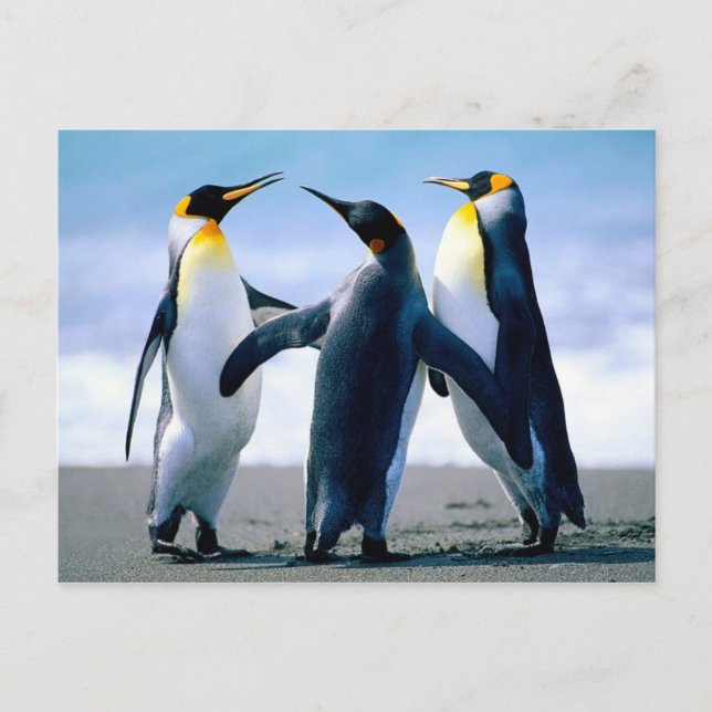 Pinguine spielen postkarte (Vorderseite)