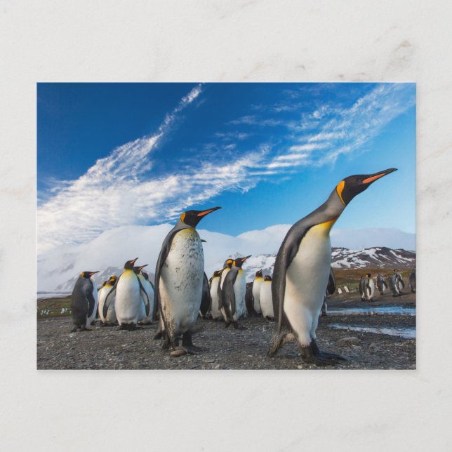 Pinguine - Südgeorgien und Südsandwich-Inseln Postkarte (Vorderseite)