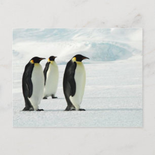 Pinguine Three Postkarte