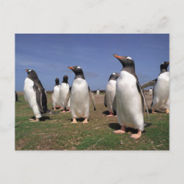 Pinguine treffen postkarte