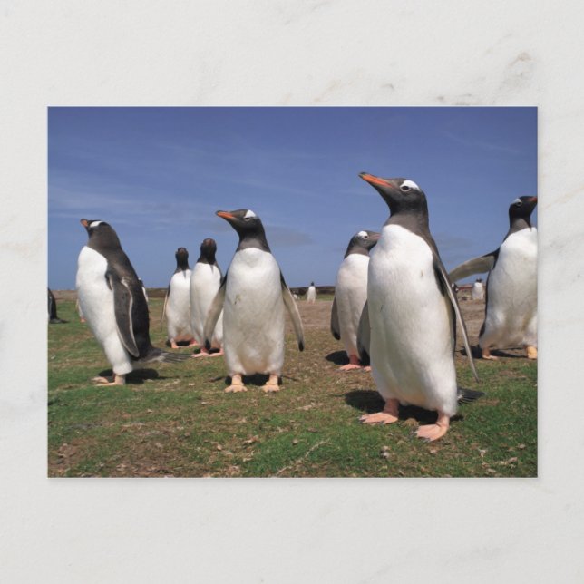 Pinguine treffen postkarte (Vorderseite)