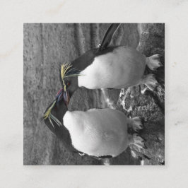Pinguinfarbexplosion Begleitkarte