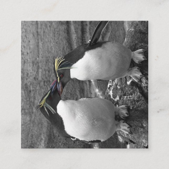 Pinguinfarbexplosion Begleitkarte (Vorderseite)