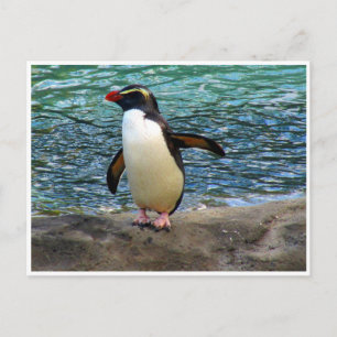 Pinguinflügel Postkarte
