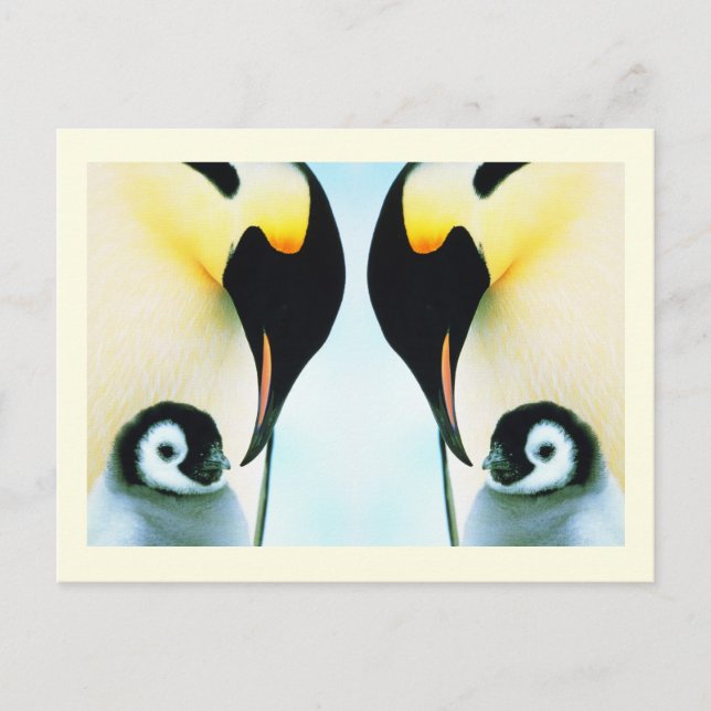 Pinguingevogel Postkarte (Vorderseite)