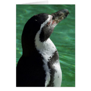 Pinguinkarte