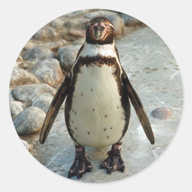 Pinguinkleber Runder Aufkleber (Vorderseite)