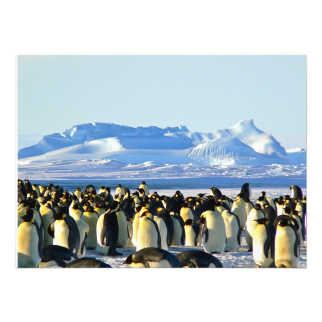 Pinguinkolonie auf Eis Fotodruck (Vorne)