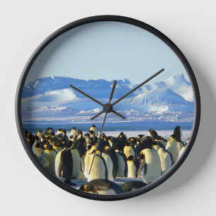 Pinguinkolonie auf Eis Uhr