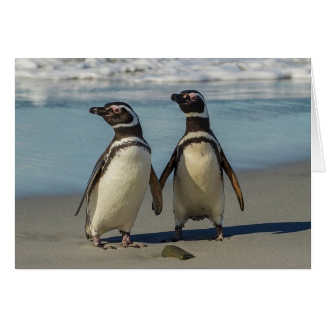 Pinguinpaare am Strand (Vorderseite (Horizontal))