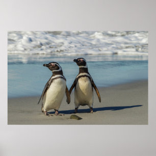 Pinguinpaare am Strand Poster