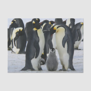 Pinguinpapier Seidenpapier