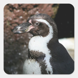 Pinguinsticker Quadratischer Aufkleber