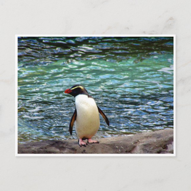 Pinguinstrecke Postkarte (Vorderseite)