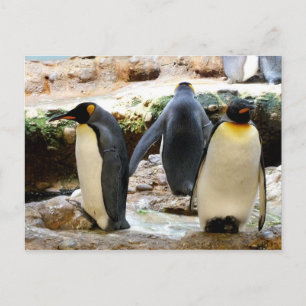 Pinguinvogel Postkarte