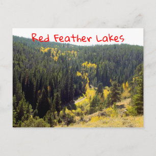 Pinien aus dem Colorado-Wald mit gelben Herbstaspe Postkarte