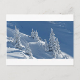 Pinien mit Schnee bedeckt Postkarte
