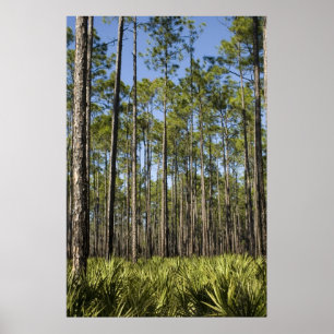 Pinien und gesägte Palmettos Print Poster