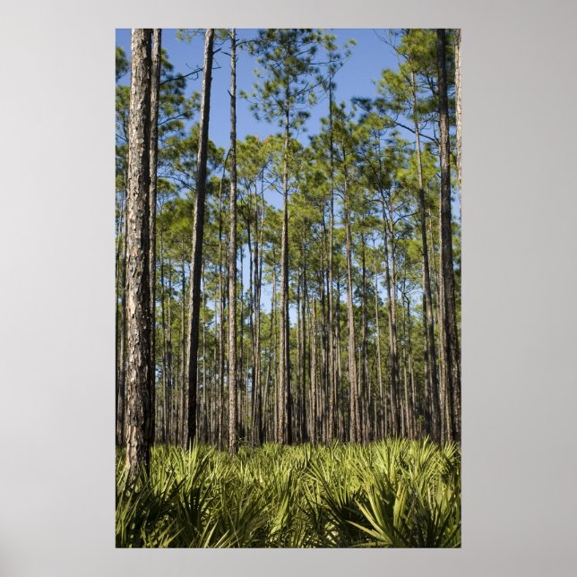 Pinien und gesägte Palmettos Print Poster (Vorne)