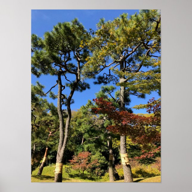 Pinienbäume im Herbst Himmel Poster (Vorne)