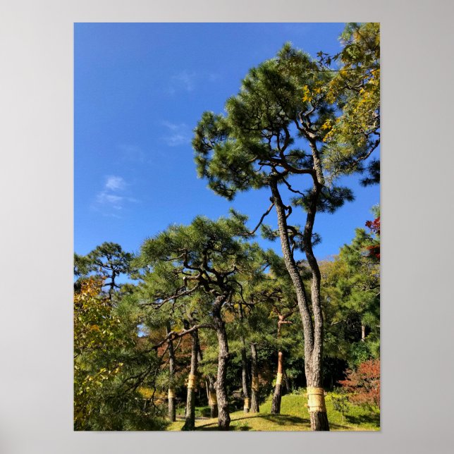 Pinienbäume im Herbst Himmel Poster (Vorne)