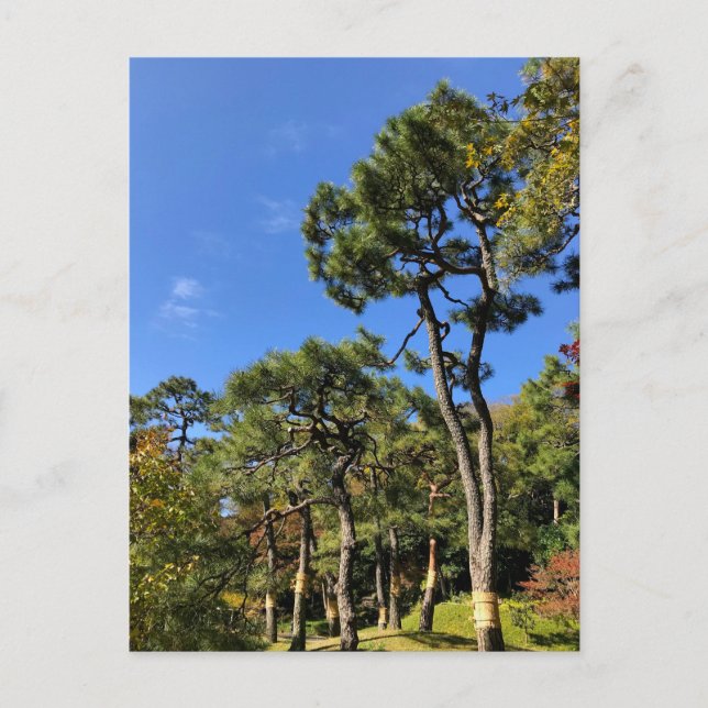 Pinienbäume im Herbst Himmel Postkarte (Vorderseite)