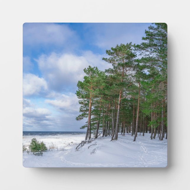 Pinienwald an der Küste Lettlands Fotoplatte (Vorderseite)