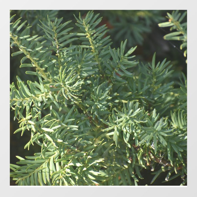 Pinienwald Fensteraufkleber (Blatt)