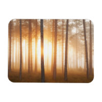 Pinienwald-Landschaft