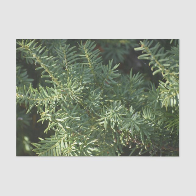 Pinienwald Seidenpapier (Vorderseite)