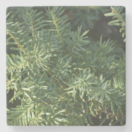 Pinienwald Steinuntersetzer