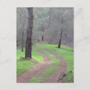 Pinienwaldstraße Postkarte