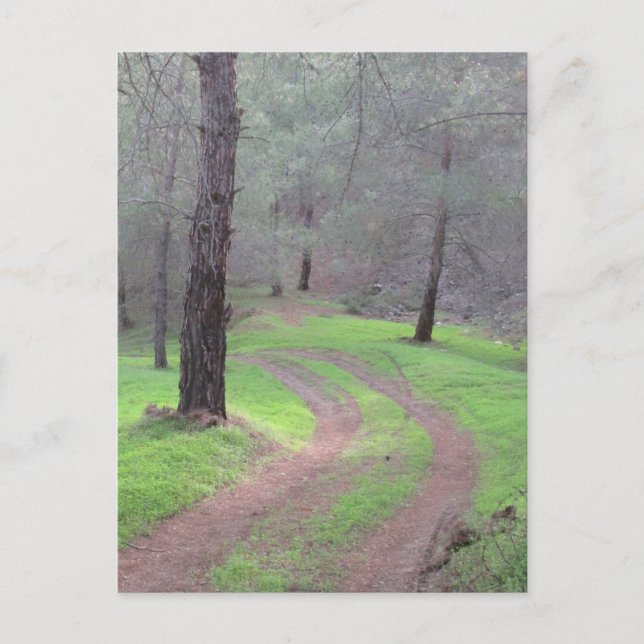 Pinienwaldstraße Postkarte (Vorderseite)