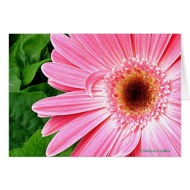 Pink (Vorderseite (Horizontal))