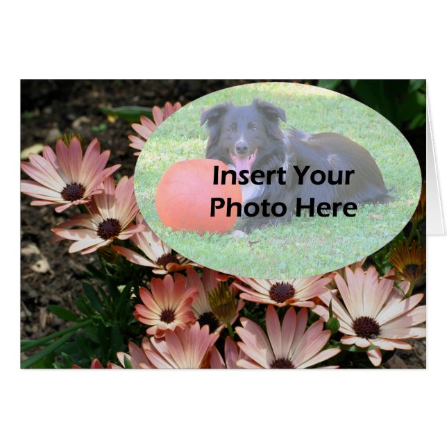 Pink African Daisies Floral Foto Card (Vorderseite (Horizontal))