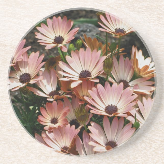 Pink African Daisies Floral Untersetzer (Vorne)