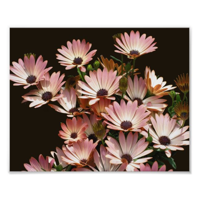 Pink African Daisy Blume 8x10 Fotodruck (Vorne)