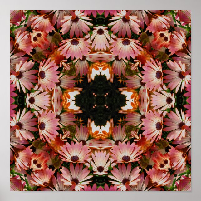 Pink African Daisy Blume Abstrakt Poster (Vorne)