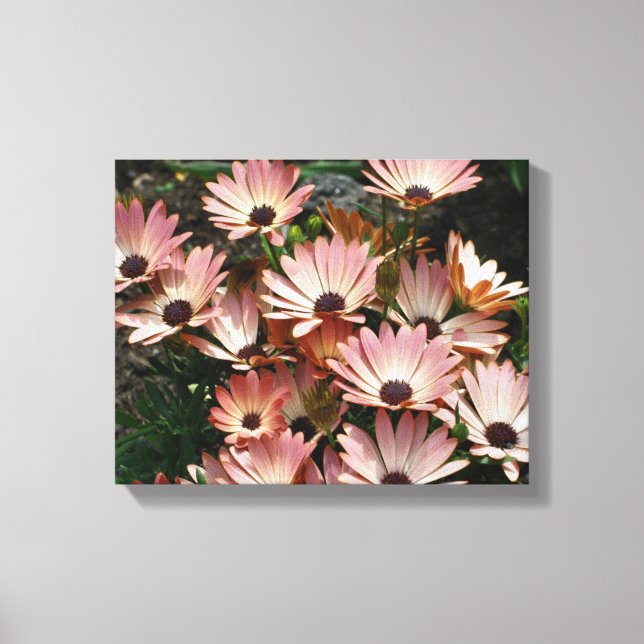 Pink African Daisy Blume Leinwanddruck (Vorderseite)