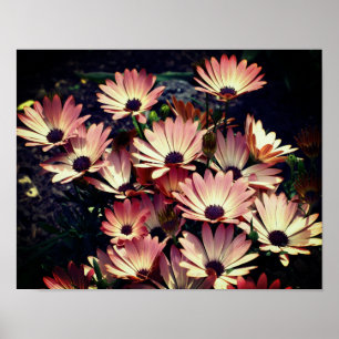 Pink African Daisy Blume Poster
