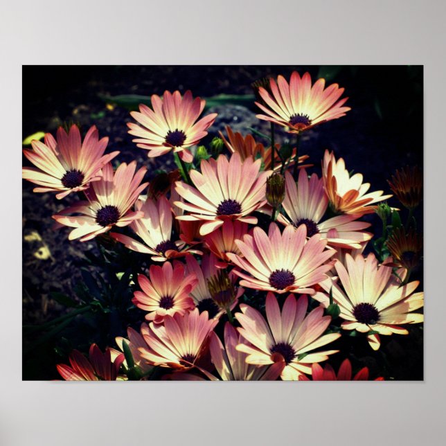 Pink African Daisy Blume Poster (Vorne)